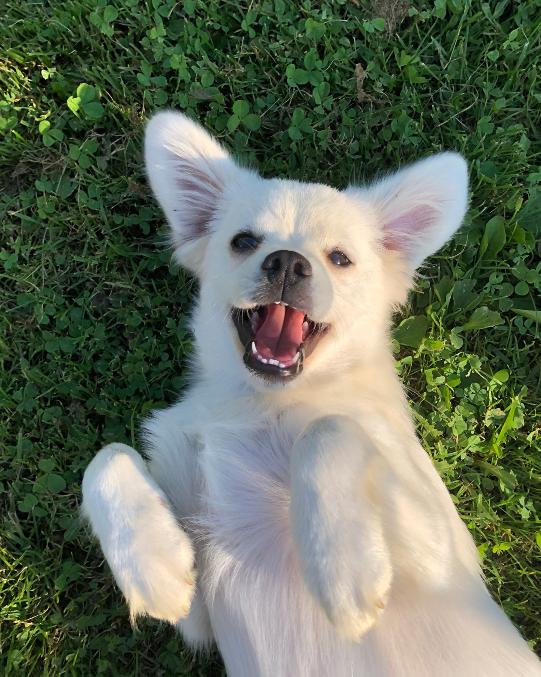Sanitas Mascotas — seguro veterinario y responsabilidad civil